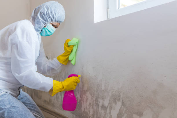 Why You Should Choose Our Mold Remediation Services in Brittany Farms The Highlands, PA